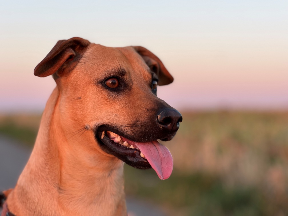 Nahaufnahme eines hellbraunen Hundes mit kurzem Fell, dunklen Augen und heraushängender Zunge, der im Freien vor einem verschwommenen grünen und rosafarbenen Hintergrund steht.