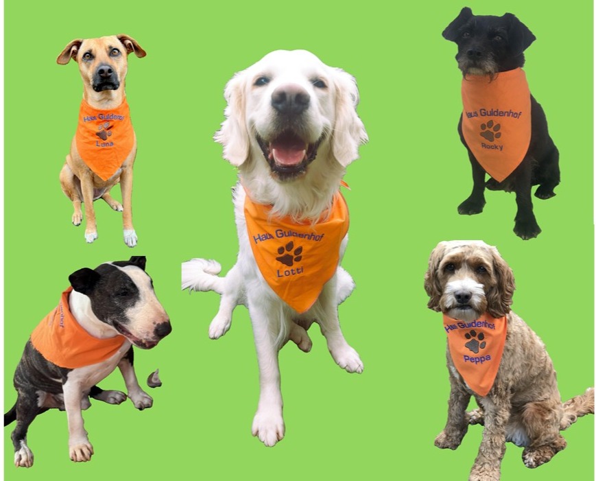 Fünf Hunde verschiedener Rassen sitzen vor einem grünen Hintergrund und tragen jeweils ein orangefarbenes Halstuch mit dem Aufdruck ihres Namens - Lotti, Rocky, Peppa -. Die Hunde wirken glücklich und aufmerksam.