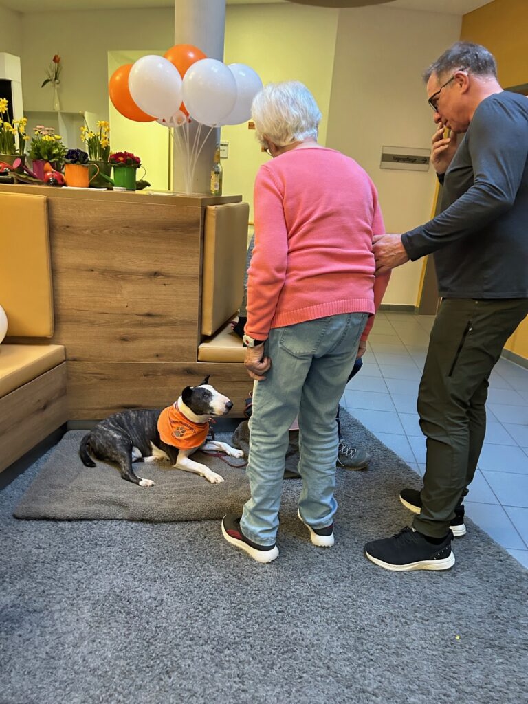 Eine ältere Frau und ein Mann stehen neben einem schwarz-weißen Hund mit orangefarbener Weste, der auf einer Matte in einem mit Luftballons und Topfpflanzen dekorierten Raum liegt.